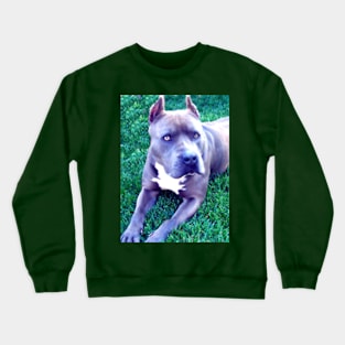 Blue Nose Pit Bull Dog Crewneck Sweatshirt